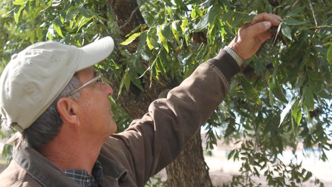 Dean Calvani inspects his pecan orchard, Oct. 31, at Calvani Farms.