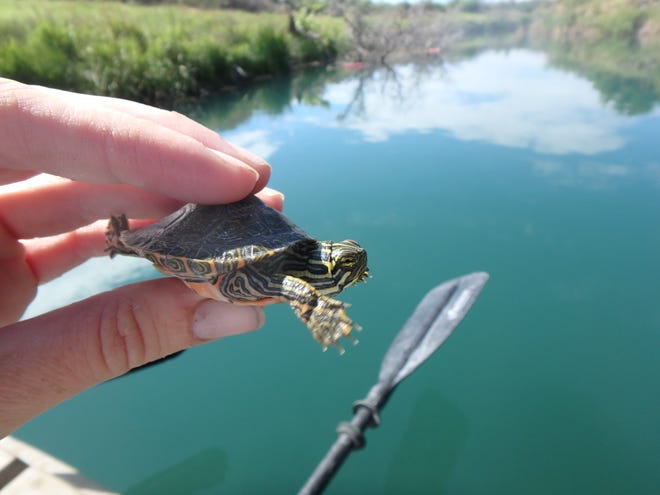 A Rio Grande River Cooter hatchling caught in the wild.