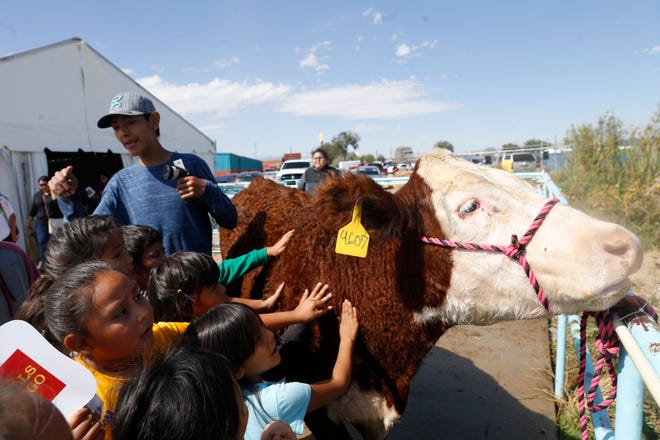 Nenahnezad Community School second-graders pet Jebediah, a cow owned by Dally Carlisle with the Double Spur 4-H Club from Crownpoint, on Thursday at the Northern Navajo Nation Fair in Shiprock.