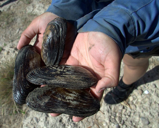 A handfull of Texas hornshell mussels are gathered at the Black River in southern Carlsbad.