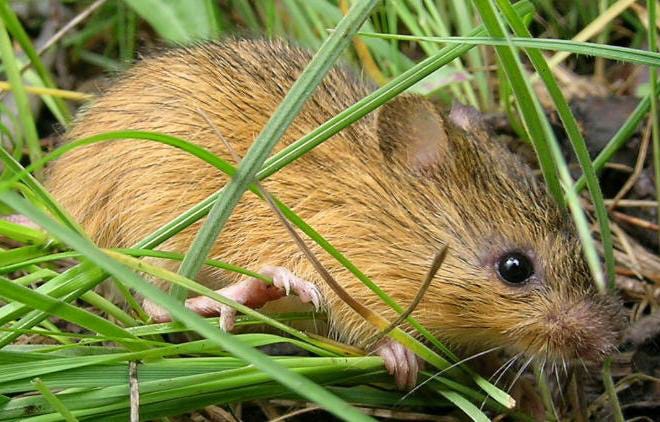 The New Mexico Meadow Jumping Mouse is a source of contention since it was named an endangered species under the Endangered Species Act.