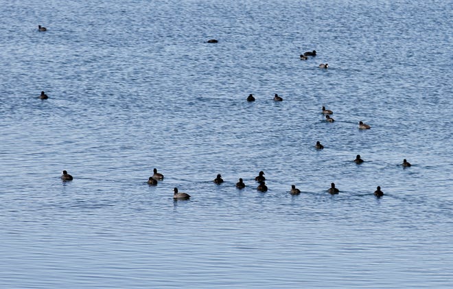 A flock of coots swims, Friday, Oct. 25, 2019, at Lake Farmington.