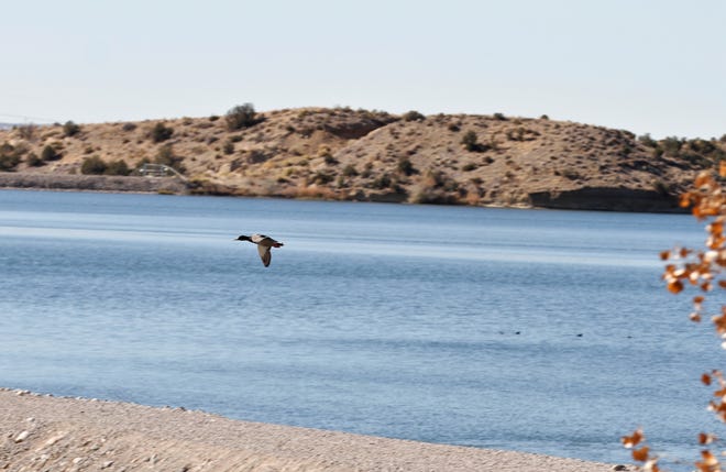A mallard drake flies near the shore, Friday, Oct. 25, 2019, at Lake Farmington.
