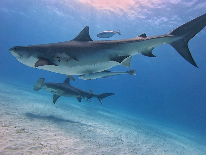 Tiger Beach is another great location. Alex Schmidt, an adventure guide with DiscoverShark, went diving there recently and said is was a mind-blowing experience. On his dive, there were about 40 sharks altogether.