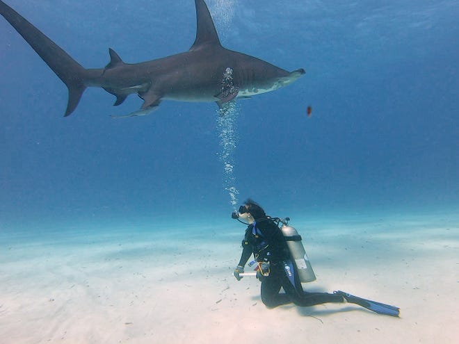 Great Exuma and Bimini are home to tiger sharks, nurse sharks and Caribbean reef sharks galore. Thanks to the Bahamas' distinction as a shark sanctuary, the shark population here is protected and healthy. Which is wonderful because a healthy shark population means a healthy ocean.