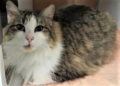 Spring is a sweet, 4-year-old cat looking for a forever home. She is cuddly and loving, and would make the purrfect addition to your family. Stop in and meet her today. The Farmington Regional Animal Shelter is located at 133 Browning Parkway and can be reached at 505-599-1098. Check Petfinder.com for an up-to-date list of pets up for adoption.