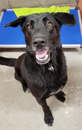 Jet is a fine gentleman who has found himself in need of a new home. He is about 6 years old and possibly a lab/shepherd mix. He is a bigger dog, but loves to cuddle and is a gentleman on his walks. This absolute sweetheart of a dog would love to be your new best friend. Come meet Jet or any of his friends from 11:30 a.m. to 5:30 p.m. every day. The Farmington Regional Animal Shelter is located at 133 Browning Parkway and can be reached at 505-599-1098. Check Petfinder.com for an up-to-date list of pets up for adoption.