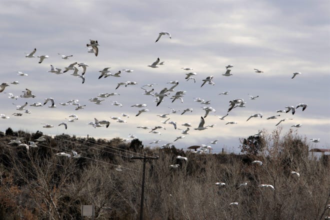 A flock of gulls flies, Monday, Feb. 17, 2020, at Lake Farmington.