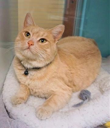 Olivia is a sweet, 2-year old, orange tabby looking for a new place to call home. She is spayed and ready to go home today. The Farmington Regional Animal Shelter is located at 133 Browning Parkway and can be reached at 505-599-1098. Check Petfinder.com for an up-to-date list of pets up for adoption.