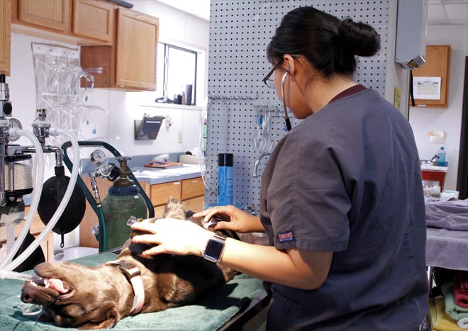 Veterinary Technician Roshawna Yazzie prepares a dog for surgery, Tuesday, Feb. 25, 2020, during World Spay Day at Farmington Regional Animal Shelter.