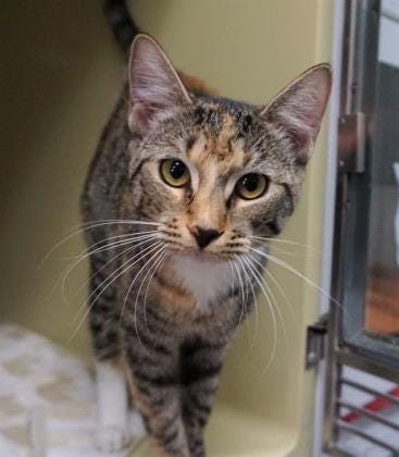 Zuri is a 1-year-old short-hair torbie looking for her forever home. She loves people and is ready to go home today. The Farmington Regional Animal Shelter is located at 133 Browning Parkway and can be reached at 505-599-1098. Check Petfinder.com for an up-to-date list of pets up for adoption.