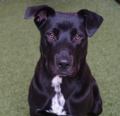 Leroy has been waiting since December 2019 to find his forever home. He is an active 1-year-old pit mix who likes to run and play. If you are looking for an exercise buddy, come meet Leroy. He is waiting for you. Adoptions will be by appointment only. Individuals who are seriously interested in adoption are asked to go to fmtn.org/animalshelter and click on the “Adoptions” button to look at the shelter’s available animals, then call the shelter to set up an appointment time to meet with the staff and the animal. The Farmington Regional Animal Shelter is located at 133 Browning Parkway and can be reached at 505-599-1098. Check Petfinder.com for an up-to-date list of pets up for adoption.