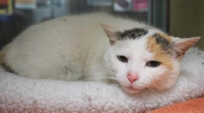 Green Bean is a 9-year-old short-hair cat looking for a new place to call home. She is shy at first and wants to find her new home today. The Farmington Regional Animal Shelter is located at 133 Browning Parkway and can be reached at 505-599-1098. Check Petfinder.com for an up-to-date list of pets up for adoption.