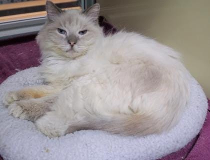 Edgar is an 8-year-old, long-hair cat looking for a new place to explore. He is neutered and ready to go home with you today. Stop in and meet Edgar today. The Farmington Regional Animal Shelter is located at 133 Browning Parkway and can be reached at 505-599-1098. Check Petfinder.com for an up-to-date list of pets up for adoption.