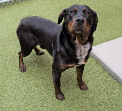 Kato is a 2-year-old rottweiler mix. He does well with other dogs and is looking for an active family to come adopt him. Kato is waiting to meet you. The Farmington Regional Animal Shelter is located at 133 Browning Parkway and can be reached at 505-599-1098. Check Petfinder.com for an up-to-date list of pets up for adoption.