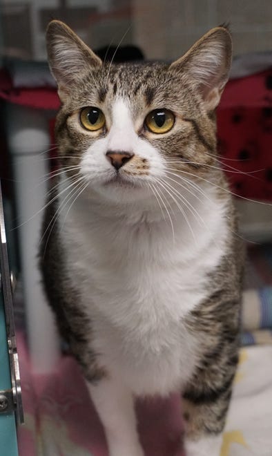 Lily is a 5-year-old shorthair cat looking for her forever home. She is very sweet and loves to curl up and relax the day away. She is hoping you will come meet her today. The Farmington Regional Animal Shelter is located at 133 Browning Parkway and can be reached at 505-599-1098. Check Petfinder.com for an up-to-date list of pets up for adoption.