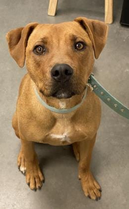 Tyrone is an active, playful 6-month-old pit mix. He likes to run and play tug. He loves other dogs and people. Stop in to meet Tyrone today. The Farmington Regional Animal Shelter is located at 133 Browning Parkway and can be reached at 505-599-1098. Check Petfinder.com for an up-to-date list of pets up for adoption.