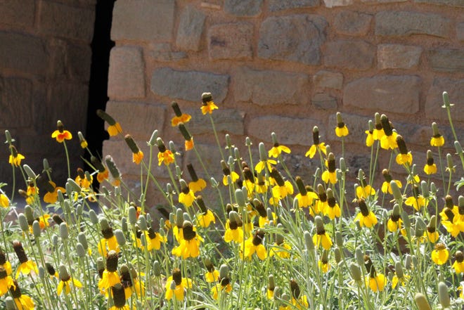 Flowers grow outside the Great Kiva, Thursday, July 2, 2020, at Aztec Ruins National Monument.