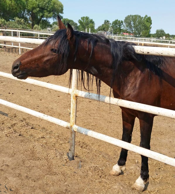 Vista is a 4-year-old gelding pony standing about 13.2 hands high. He halters leads and loads. The right person for Vista would be using natural horsemanship techniques and continue his education. The adoption Fee for Vista is $200. For more information, contact Four Corners Equine Rescue at 505-334-7220 or visit www.fourcornersequinerescue.org.