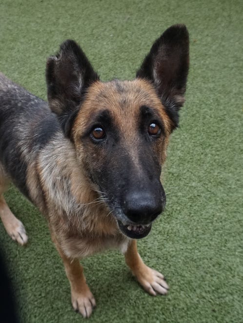 Chance is a 12-year-old German shepherd looking for a place to live out the rest of her life. She is mellow and loves her treats. Call to make an appointment to meet her today. The Farmington Regional Animal Shelter is located at 133 Browning Parkway and can be reached at 505-599-1098. Check Petfinder.com for an up-to-date list of pets up for adoption.