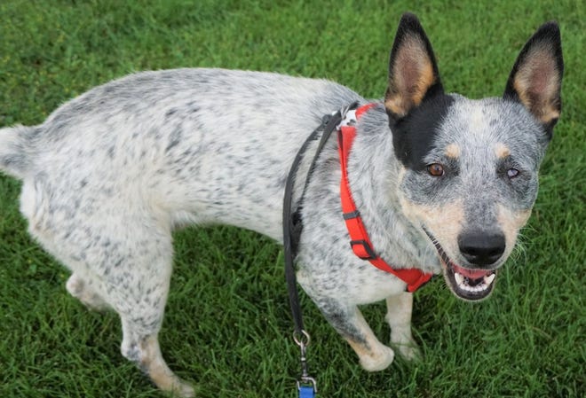 Chewy Too is looking for an active home where he can get lots of attention and walks. He is a playful guy waiting to meet you. Chewy Too is a 3-year-old heeler mix. The Farmington Regional Animal Shelter is located at 133 Browning Parkway and can be reached at 505-599-1098. Check Petfinder.com for an up-to-date list of pets up for adoption.