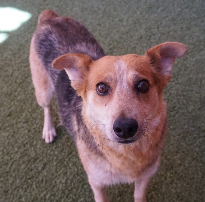 Mallory is a sweet, 1-year-old heeler mix. She loves to be close to her people and snuggle. She does well with other dogs and is hoping you will stop in to meet and adopt her today. The Farmington Regional Animal Shelter is located at 133 Browning Parkway and can be reached at 505-599-1098. Check Petfinder.com for an up-to-date list of pets up for adoption.