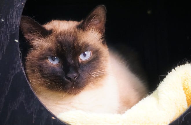 Moo Shai is a stunning, 2-year-old Siamese. He loves people and will curl up on your lap. He is waiting to meet his forever family. The Farmington Regional Animal Shelter is located at 133 Browning Parkway and can be reached at 505-599-1098. Check Petfinder.com for an up-to-date list of pets up for adoption.