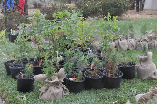Fifteen species of trees were distributed by the group Physical Plant during Harvest Food Hub's latest distribution period on Wednesday, Sept. 9, 2020, at San Juan College's Quality Center for Business in Farmington.