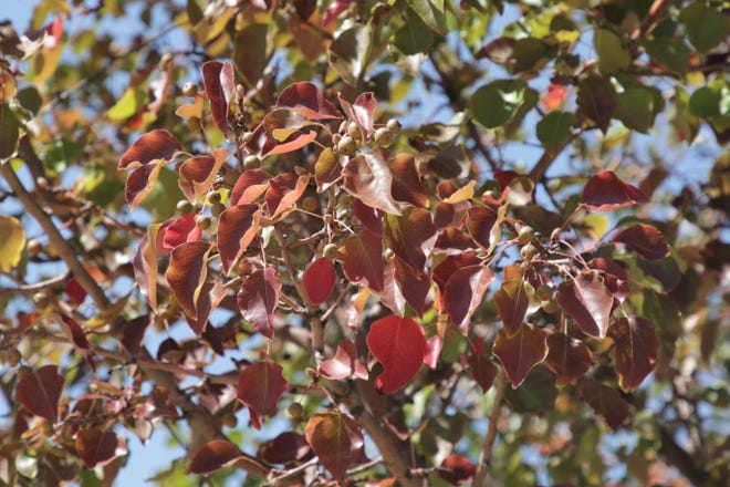 Tree leaves are turning red at Farmington Museum at Gateway Park, seen here on Friday, Sept. 25, 2020.