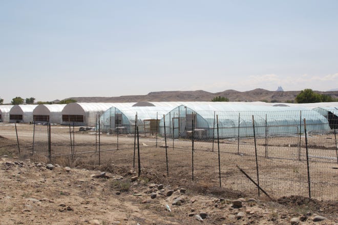 Greenhouses are pictured on Sept. 23 at a hemp farm on Mesa Farm Road in Shiprock. The Navajo Police Department continues to enforce a court order to stop the cultivation of the plant.