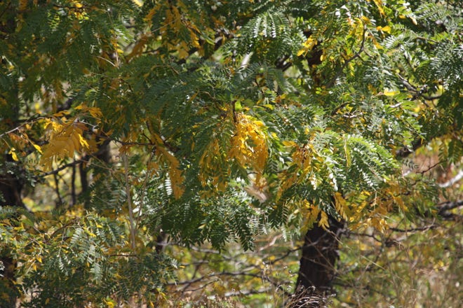 Tree leaves are turning yellow at Berg Park in Farmington, seen here on Friday, Sept. 25, 2020.