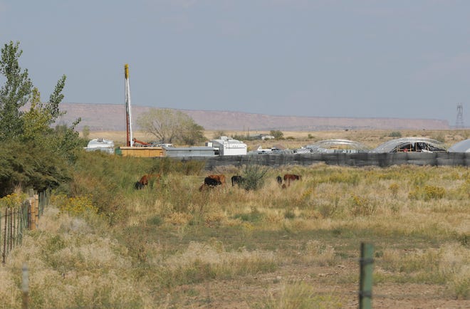 Cattle graze near a hemp farm on Sept. 23 near Mesa Farm Road in Shiprock.