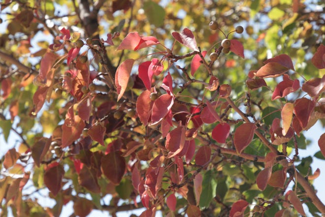 Tree leaves are turning red at Farmington Museum at Gateway Park, seen here on Friday, Sept. 25, 2020.