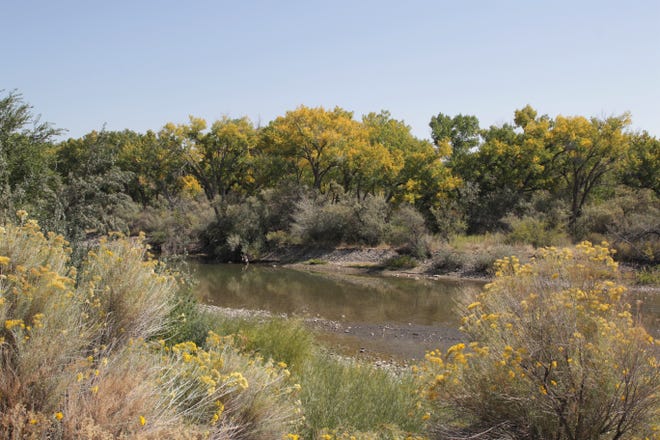 Tree leaves are changing colors along the Animas River behind Farmington Museum at Gateway Park, seen here on Friday, Sept. 25, 2020.
