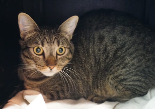 Bean is a stunning, 2-year-old male cat looking for his forever home. He likes to explore new places, and will sit on your lap and purr away. He is waiting to meet you. The Farmington Regional Animal Shelter is located at 133 Browning Parkway and can be reached at 505-599-1098. Check Petfinder.com for an up-to-date list of pets up for adoption.