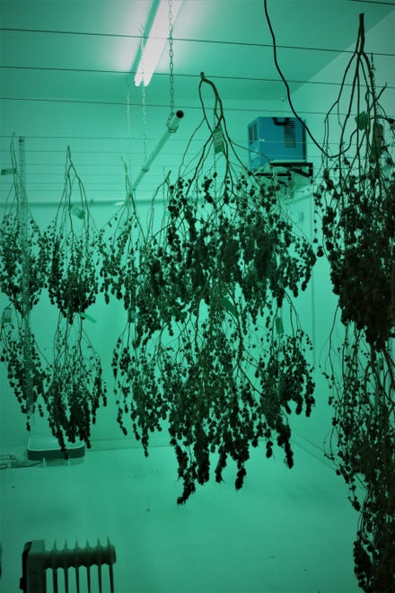 Harvested marijuana plants hang under a green light in the curing room at New Mexico Alternative Care on Nov. 12, 2020.