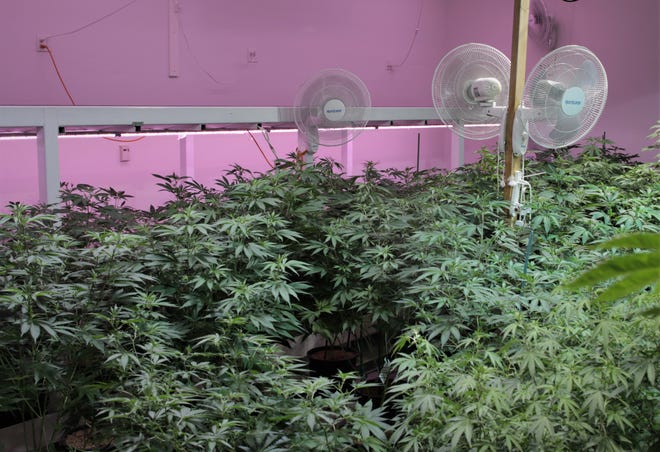 Young marijuana plants sit under fans in one of the grow rooms at New Mexico Alternative Care in Farmington on Nov. 12, 2020.