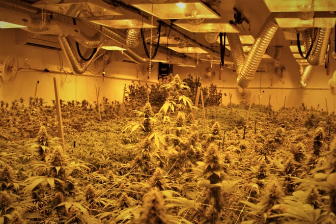 One of the grow rooms at New Mexico Alternative Care is filled with marijuana plants on Nov. 12, 2020.