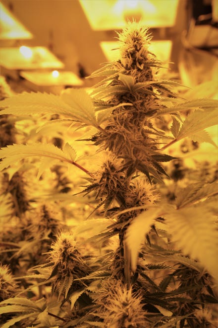 A bud ascends from a marijuana plant under a grow light at New Mexico Alternative Care in Farmington on Nov. 12, 2020.