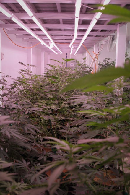 Young marijuana plants grow to maturity under grow lights at New Mexico Alternative Care in Farmington on Nov. 12, 2020.