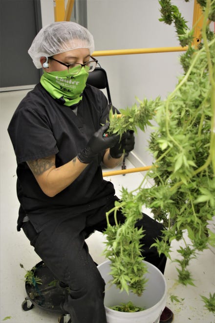 Ashley Neztsosie harvests trims the buds from a marijuana plant at New Mexico Alternative Care in Farmington on Nov. 12, 2020.