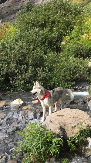 James Stackhouse says his two-year-old husky was caught in a leg trap while hiking near Lake Farmington.