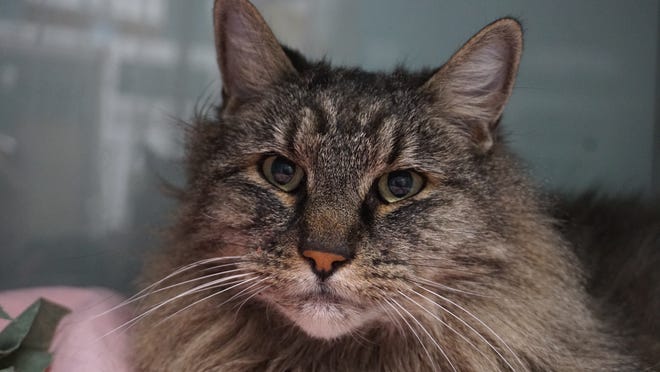 Dusty is a stunning, long-hair cat looking for a home where he can live the rest of his golden years. Dusty is 11 years old and loves to sit and be petted.  The Farmington Regional Animal Shelter is located at 133 Browning Parkway and can be reached at 505-599-1098. Check Petfinder.com for an up-to-date list of pets up for adoption.