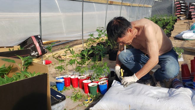 A marijuana worker is planting seedlings at a cannabis farm in Carter County, OK.