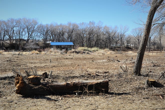 The branches of New Mexico olive trees in Animas Park were pruned as part of a plan that will allow the plants to flourish after invasive species were removed around them.