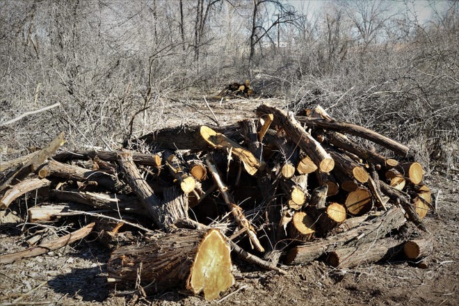 Cut-up logs are piled in Berg Park in Farmington on March 2, 2021, as part of an effort to remove invasive species and thin overgrown brush to reduce the chances of a catastrophic fire.