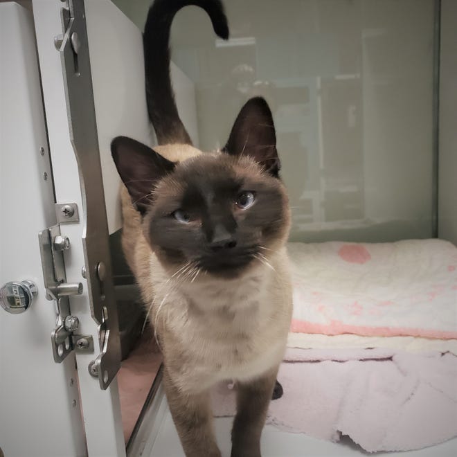 Rascal is a 9-month-old Siamese. He is super friendly and loving. He is looking for a loving home to call his own. Make an appointment to meet him today. The Farmington Regional Animal Shelter is located at 133 Browning Parkway and can be reached at 505-599-1098. Check Petfinder.com for an up-to-date list of pets up for adoption.