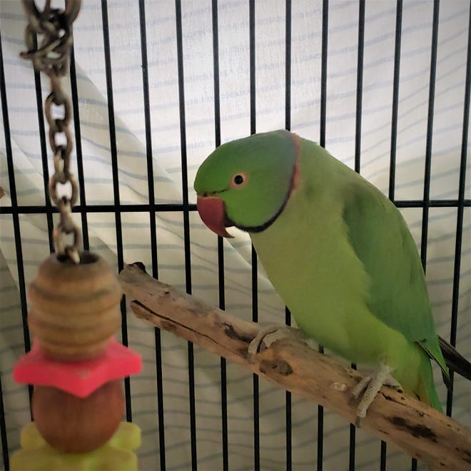 Pascal is a Indian ringneck parakeet looking for a new place to fly. His adoption fee is $100. Come meet this stunning bird today. The Farmington Regional Animal Shelter is located at 133 Browning Parkway and can be reached at 505-599-1098. Check Petfinder.com for an up-to-date list of pets up for adoption.