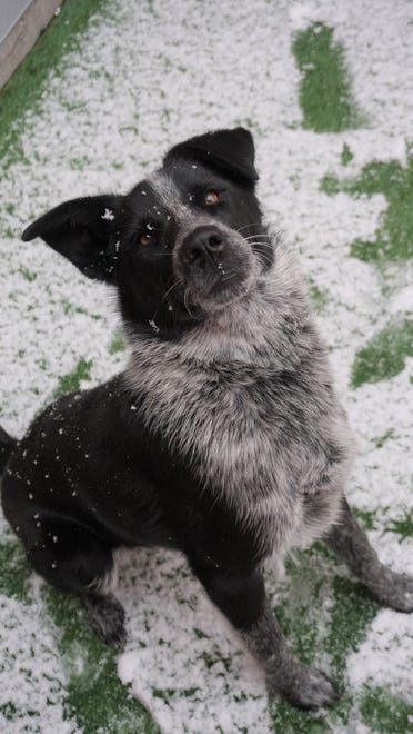 Poe is full of personality and energy. He needs a home with lots of toys and room to run. Poe is a 9-month-old neutered male heeler. Poe is treat motivated and ready to learn. The Farmington Regional Animal Shelter is located at 133 Browning Parkway and can be reached at 505-599-1098. Check Petfinder.com for an up-to-date list of pets up for adoption.