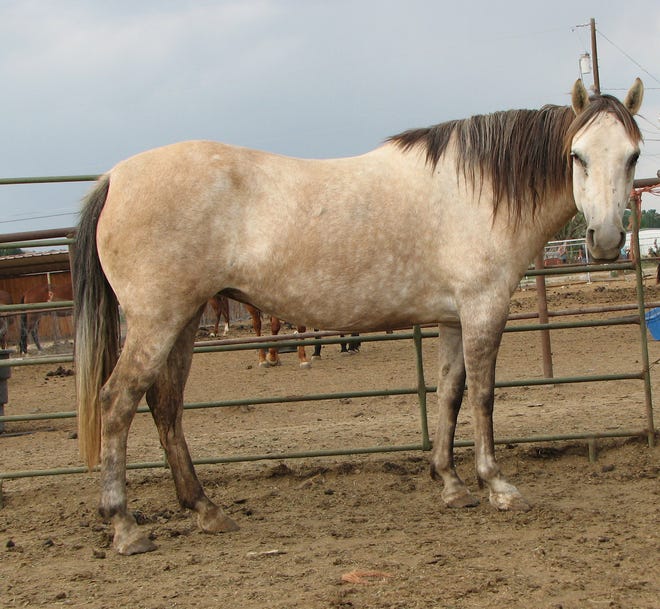 Trudy is a 16-year-old, gray mare standing right at 15 hands high. She is halter trained and stands for the farrier. Trudy is not saddle trained. She is being offered for adoption as a pasture pal. Trudy will always have to be shod due to an old hoof injury. She is up to date on vaccinations, deworming and teeth floating. The adoption fee for Trudy is $250. She is also available for fostering. For more information, contact Four Corners Equine Rescue at 505-334-7220 or visit www.fourcornersequinerescue.org.